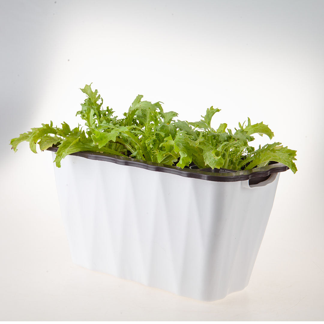 SOGA 35cm Small White Rectangular Flowerpot Vegetable Herb Flower Outdoor Plastic Box Garden Decor • LUZ-PlantBox3K
