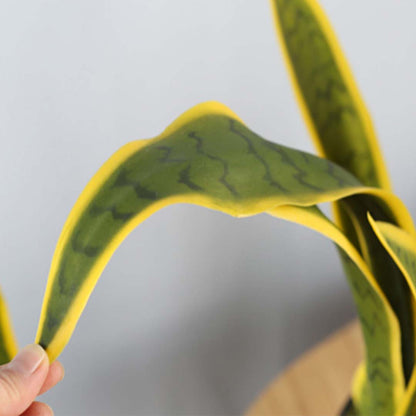 SOGA 70cm Artificial Indoor Yellow Edge Tiger Piran Fake Decoration Tree Flower Pot Plant • LUZ-APlantFH0102Y